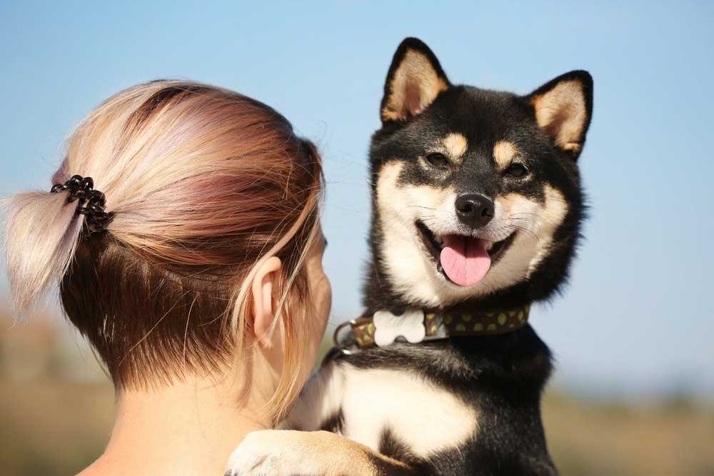 Shiba Inu cão