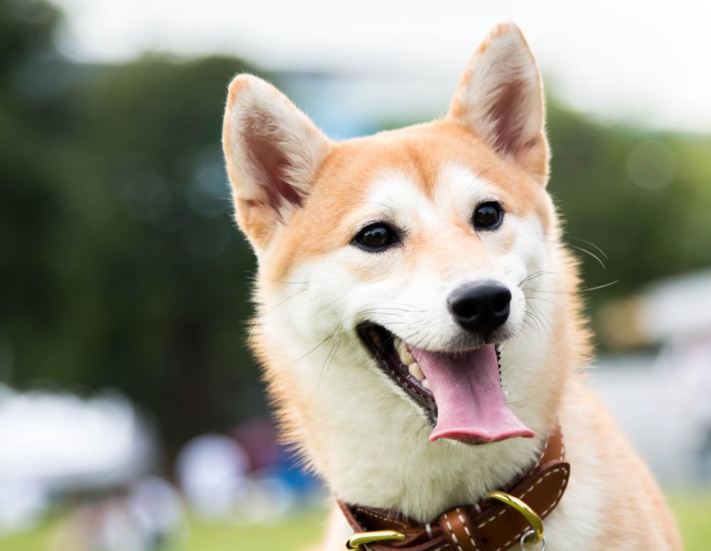 Shiba Inu cachorro