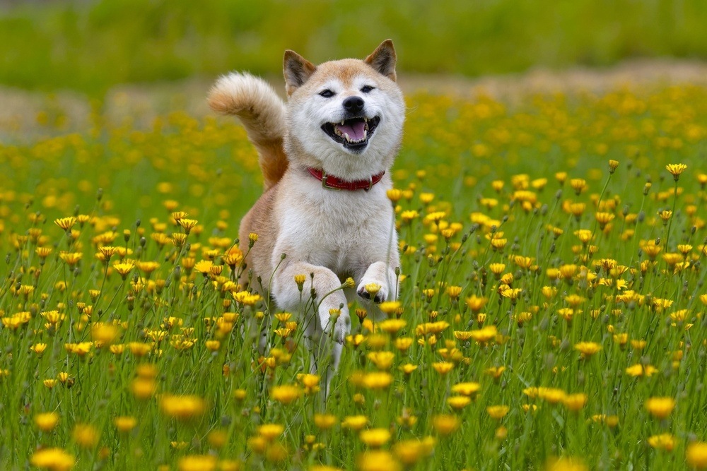 Shiba Inu correndo