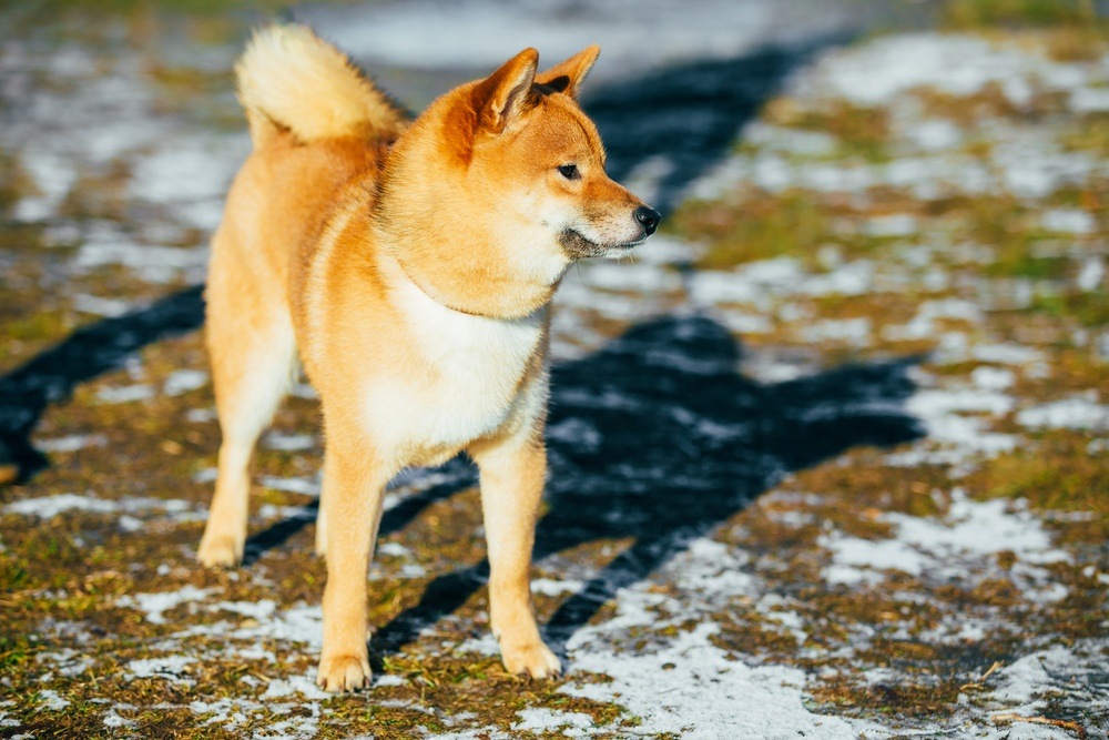 Shiba Inu