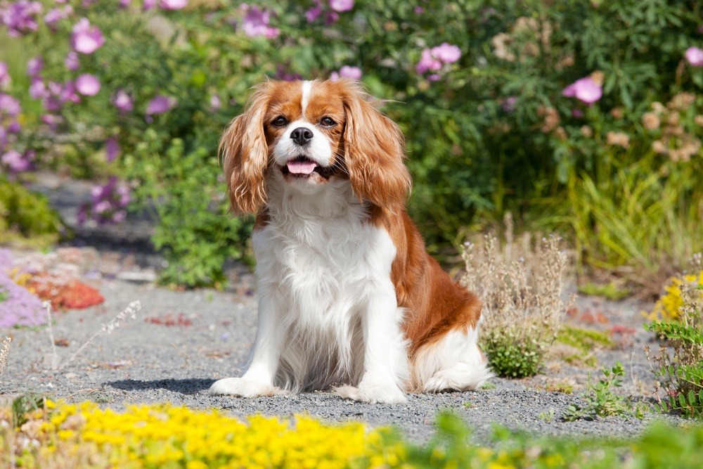 Cavalier King Charles Spaniel raça