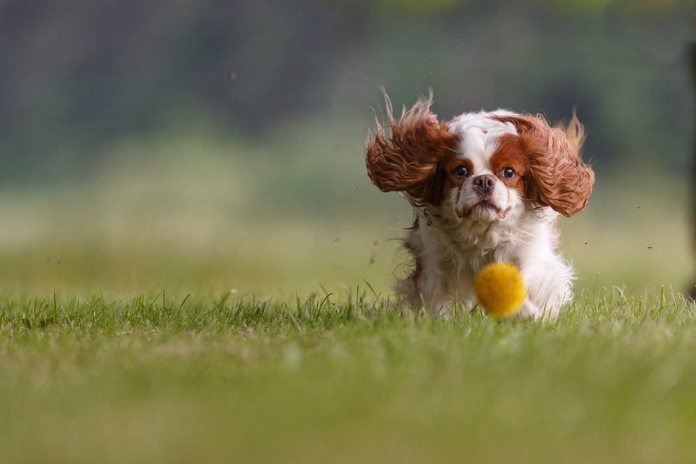 Cavalier King Charles Spaniel correndo