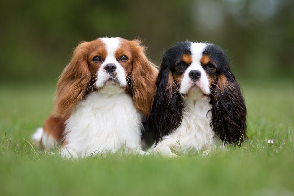 Cavalier King Charles Spaniel cachorro