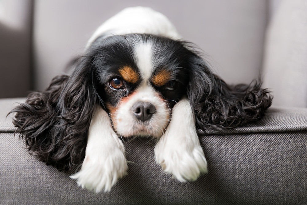 Cavalier King Charles Spaniel cão