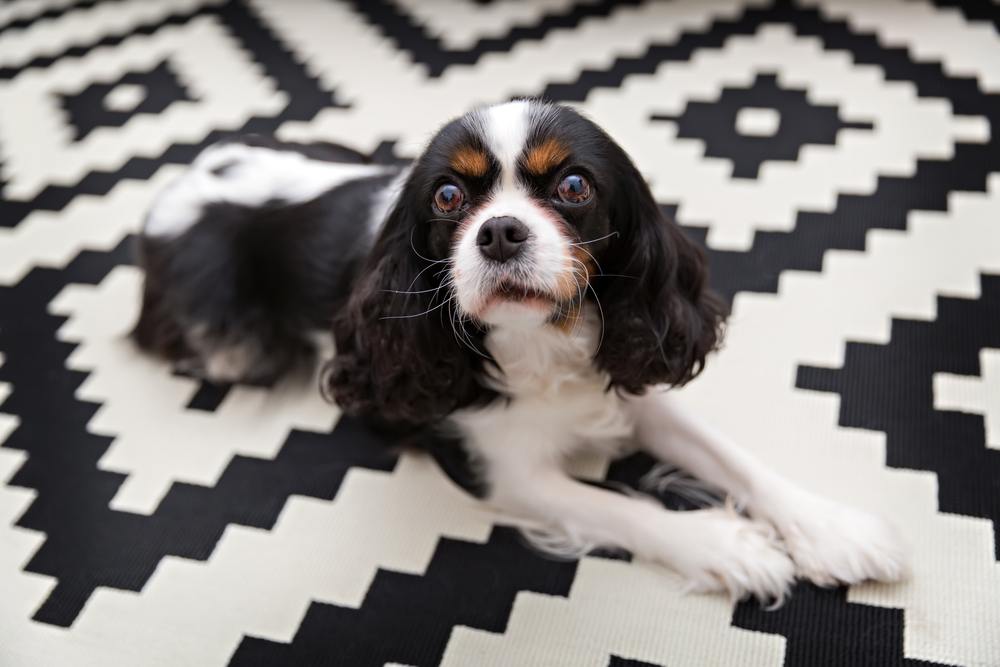 Cavalier King Charles Spaniel