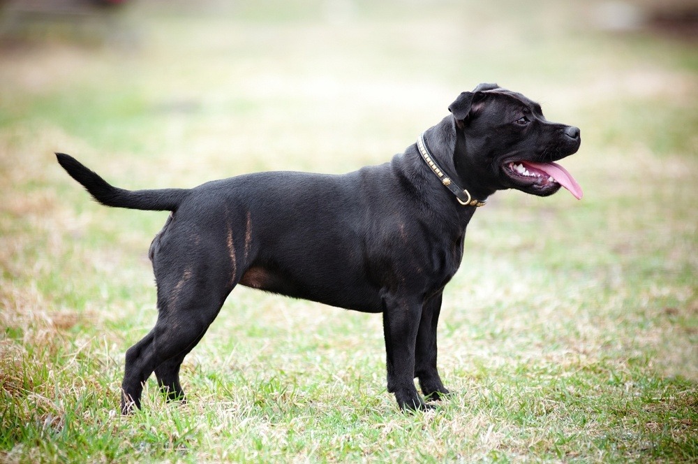 Staffordshire Bull terrier cachorro