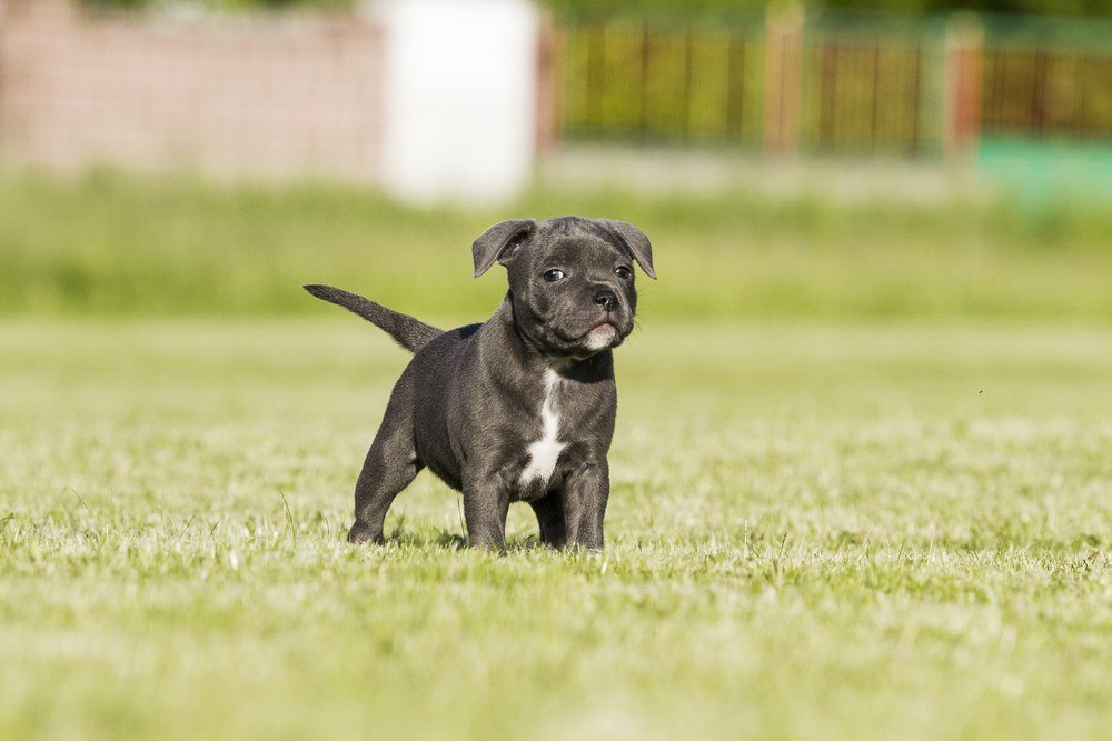 Staffordshire Bull terrier filhote