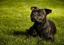 Staffordshire Bull terrier cão