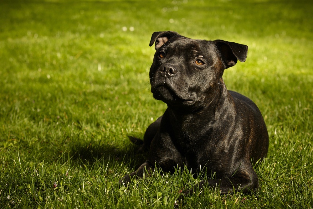 Staffordshire Bull terrier cão