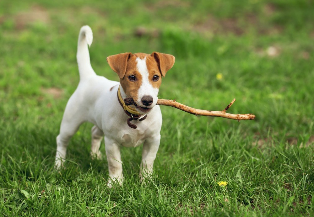 Jack Russell terrier raça