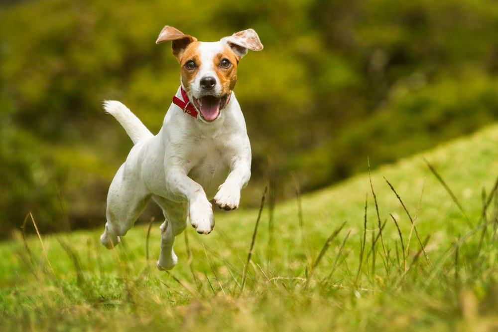 Jack Russell terrier correndo