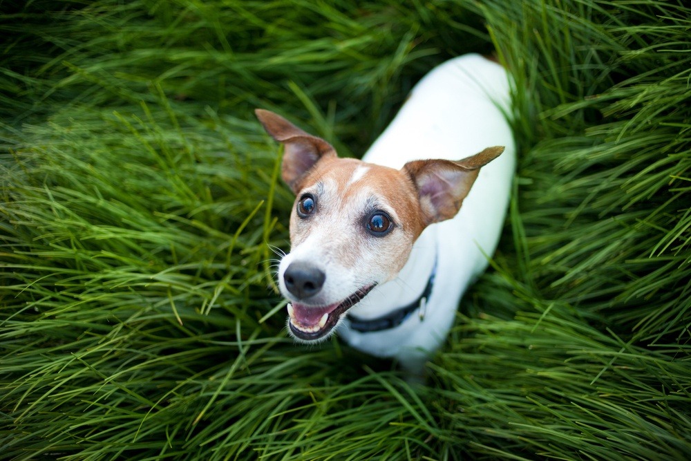 Jack Russell terrier cachorro