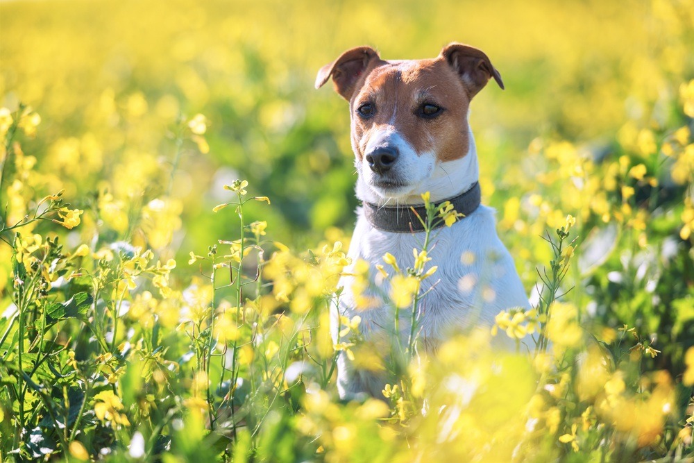 Jack Russell terrier