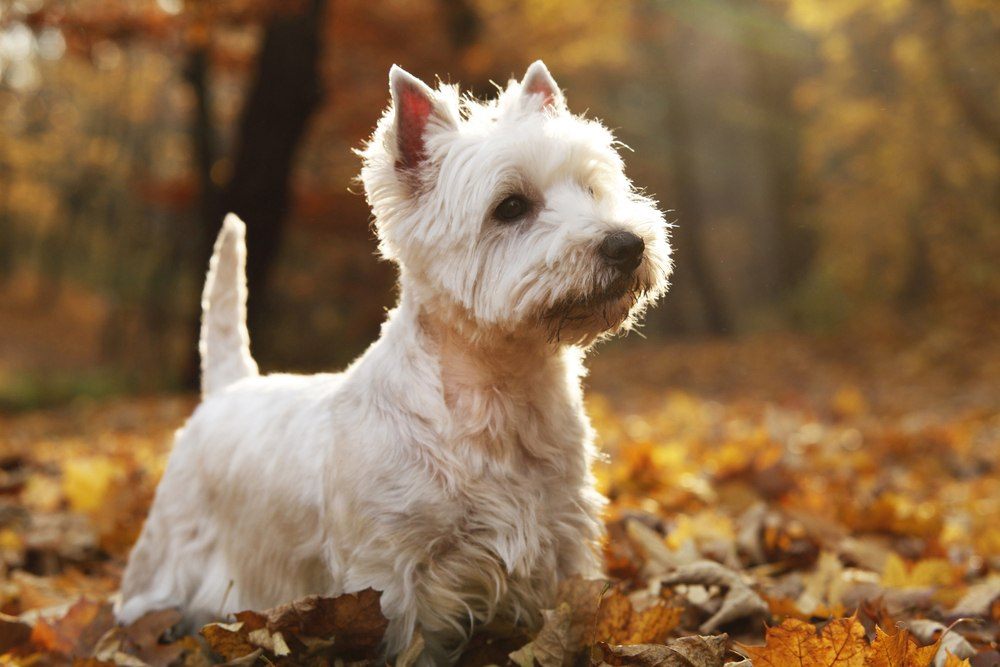 West Highlander White terrier raça