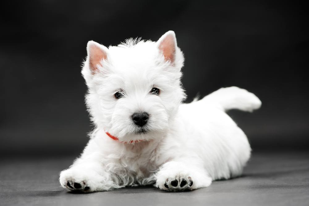 West Highlander White terrier filhote