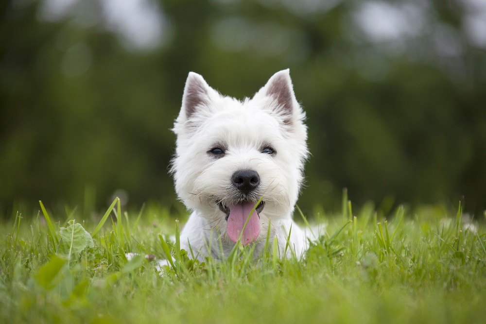 West Highlander White terrier cachorro