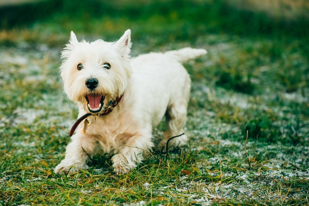 West Highlander White terrier cão