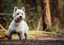 West Highlander White terrier