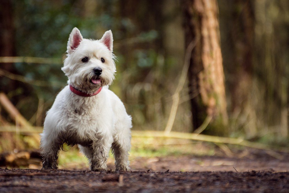 West Highlander White terrier