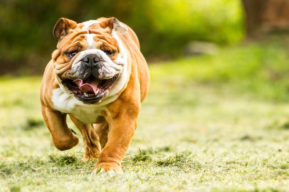 Buldogue inglês correndo