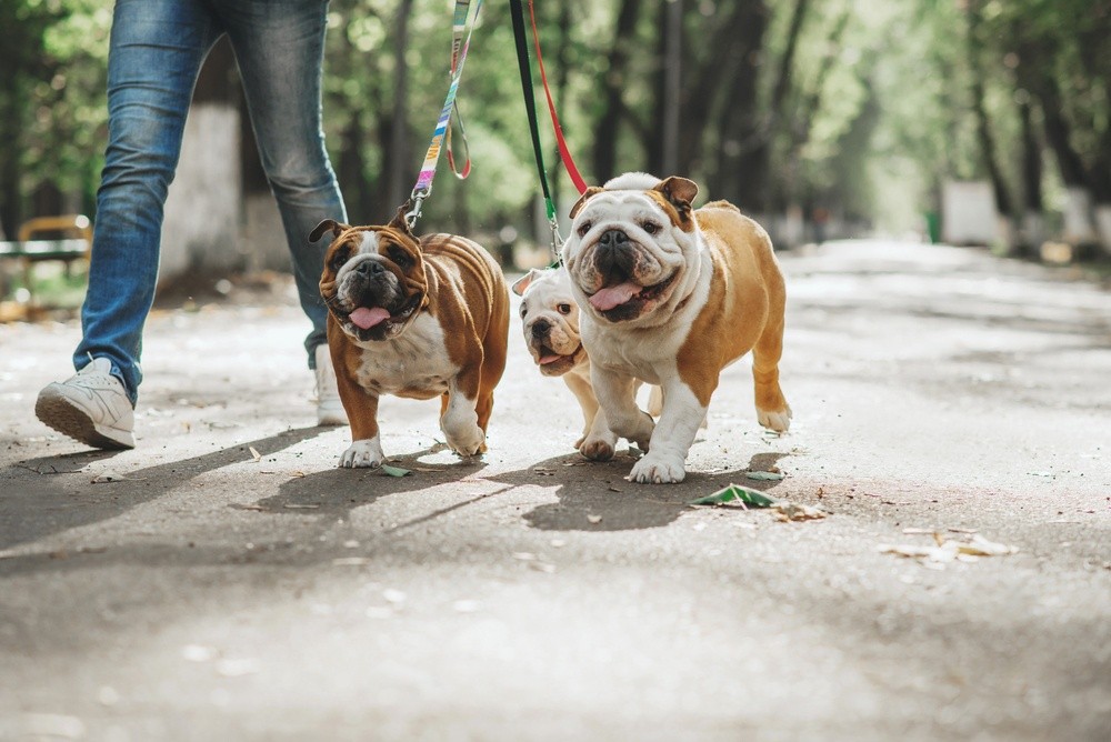 Buldogue inglês cachorro