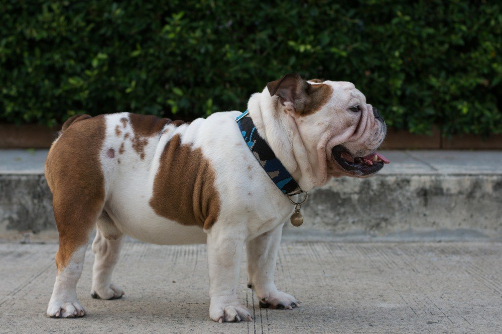 Buldogue inglês