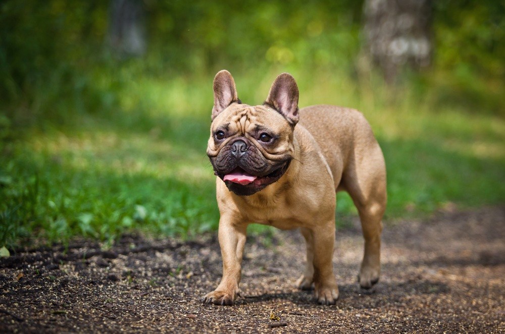 Buldogue francês cachorro