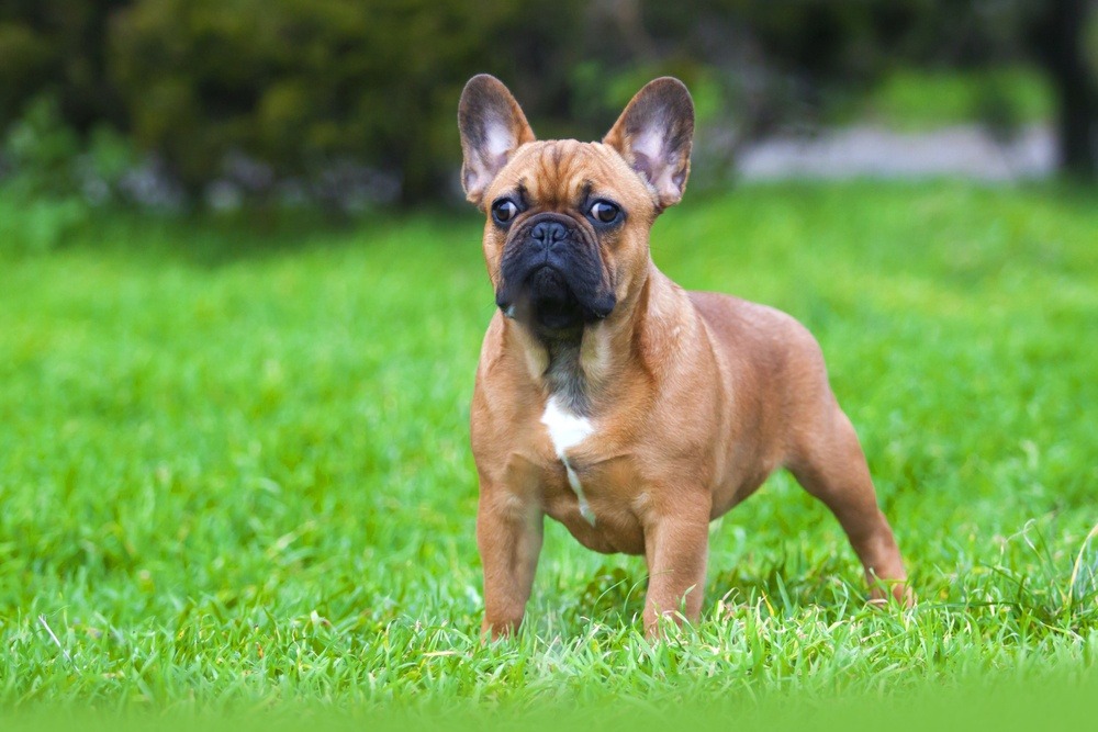 Buldogue francês