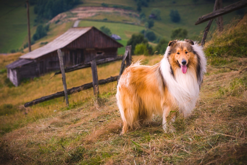 Collie cão