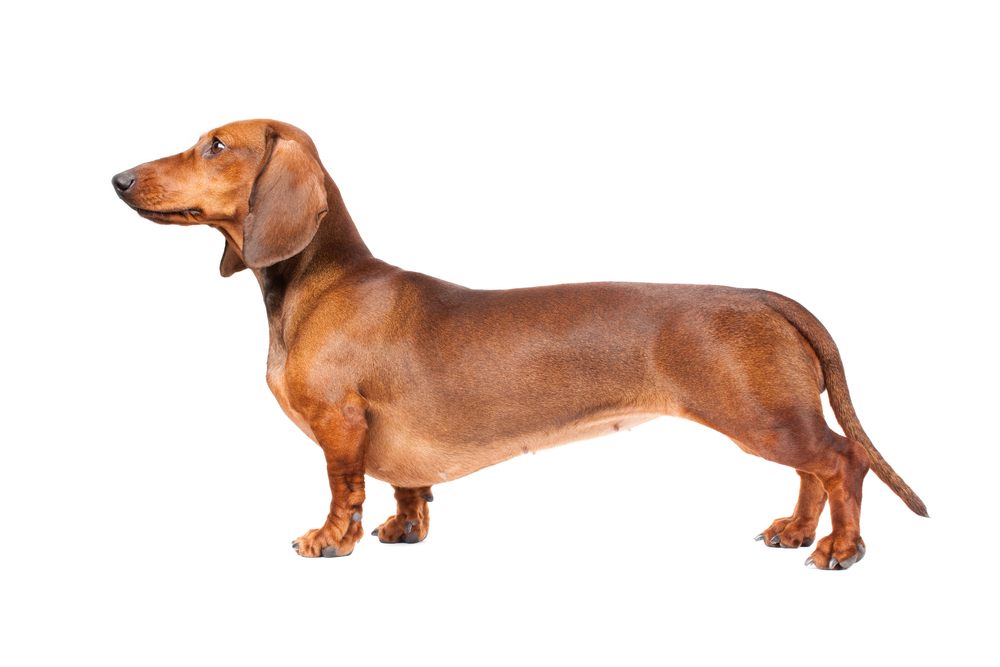 raça Dachshund