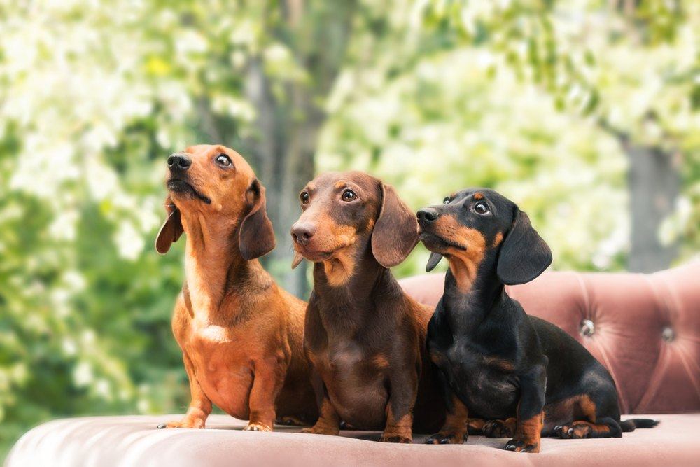 Dachshund raça