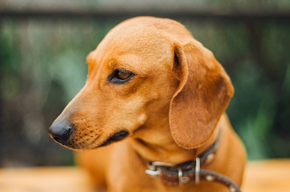 Dachshund cachorro