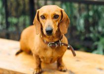 Dachshund cão