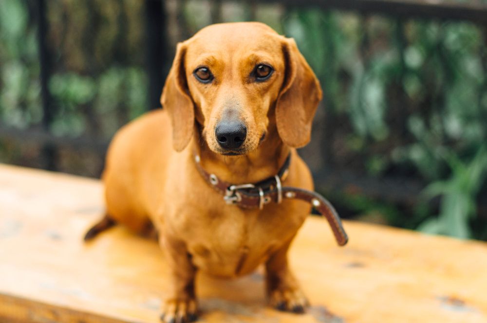 Dachshund cão