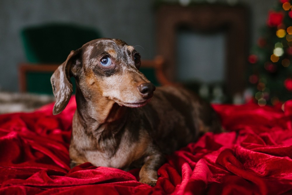 Dachshund