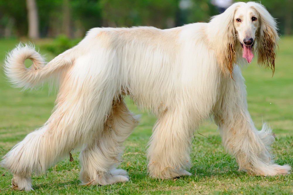 Afghan hound raça