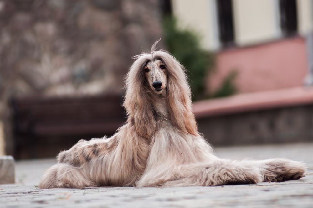 Afghan hound cachorro