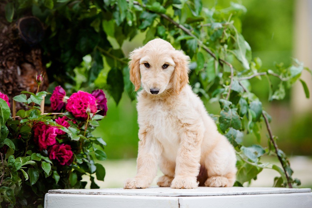 Afghan hound filhote