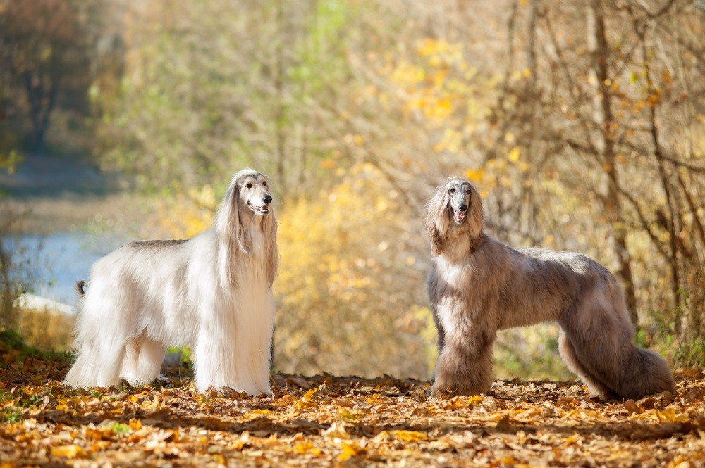 Afghan hound cão