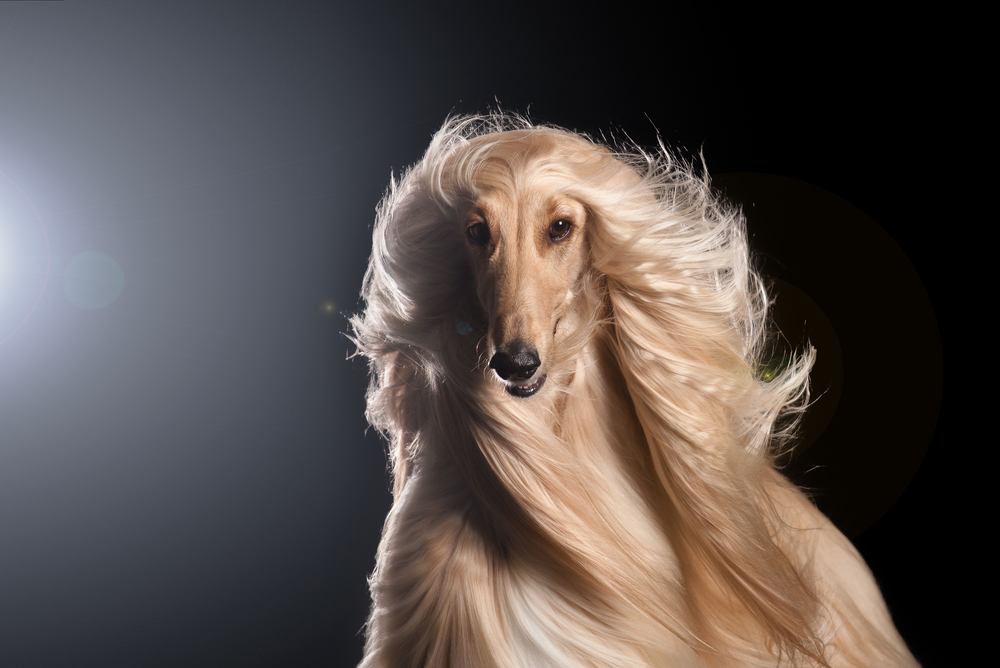 Afghan hound