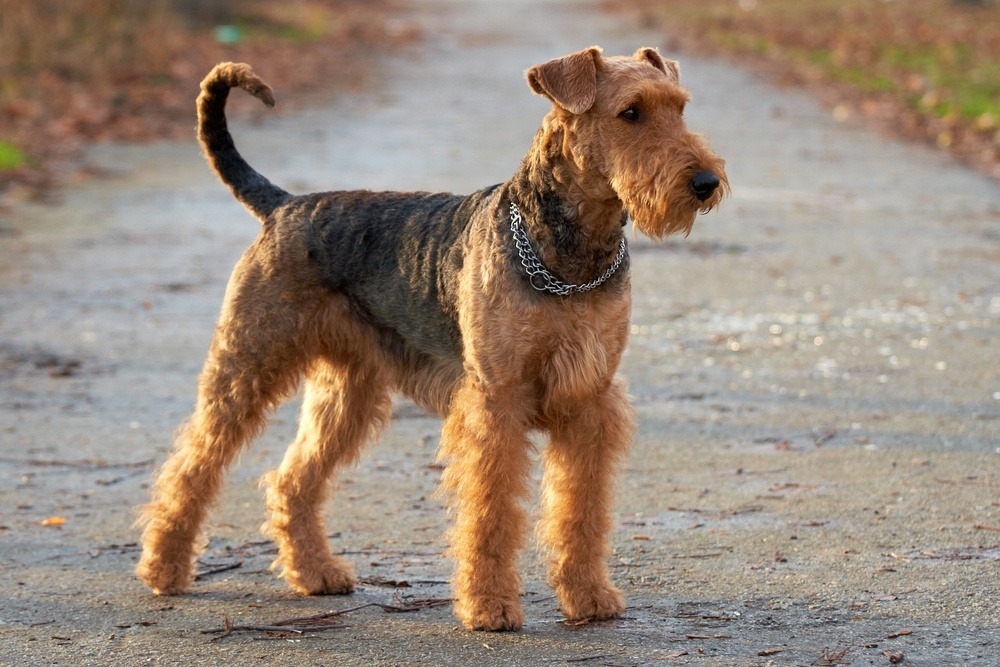 Airedale terrier raça