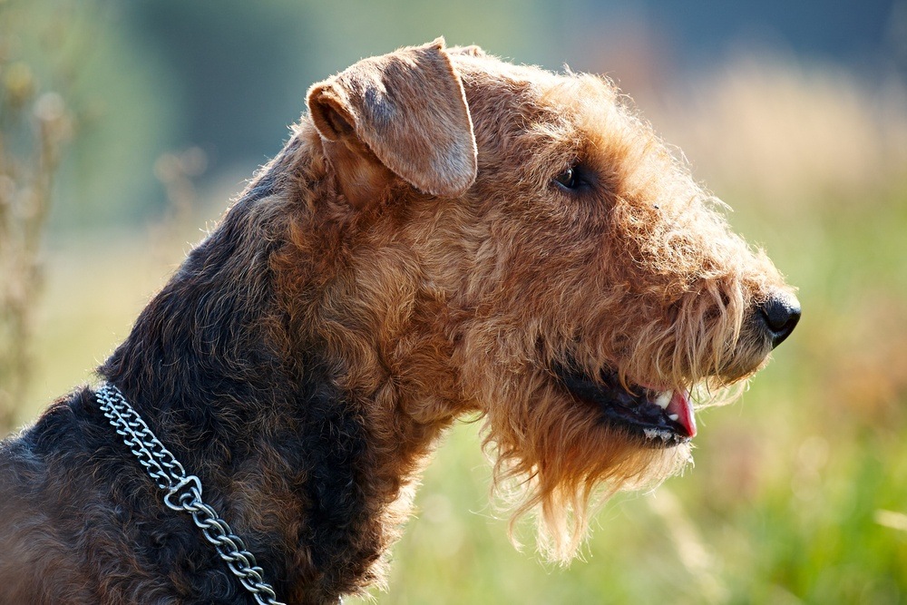 Airedale terrier cão