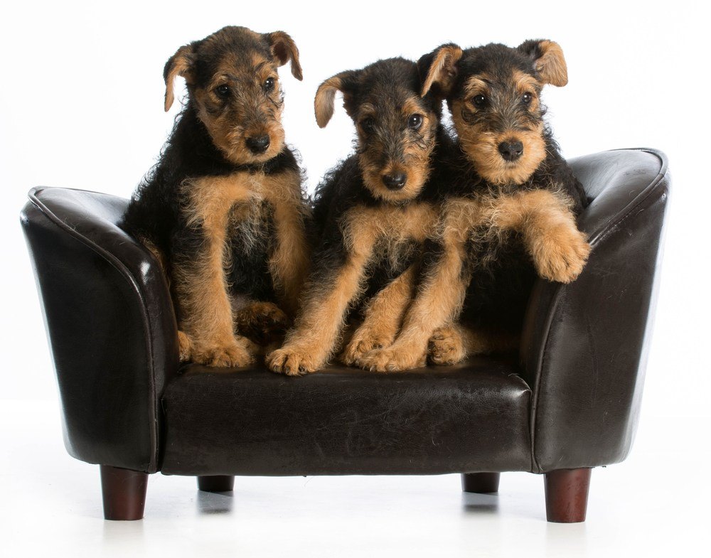 Airedale terrier filhote