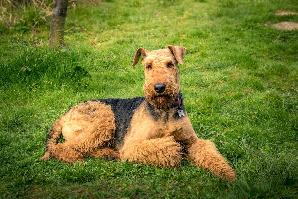 Airedale terrier cachorro