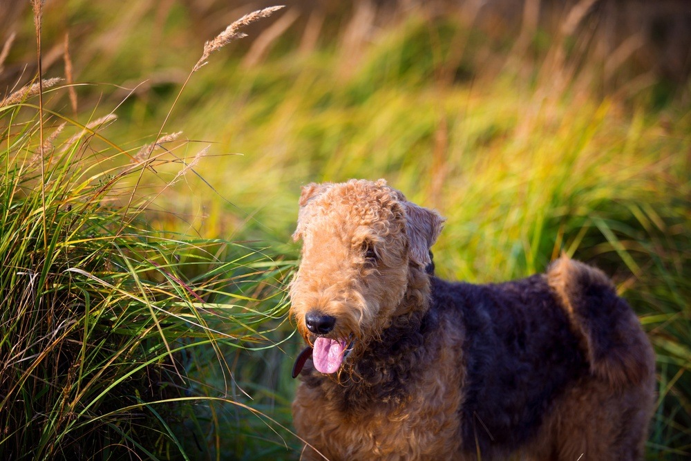 Airedale terrier