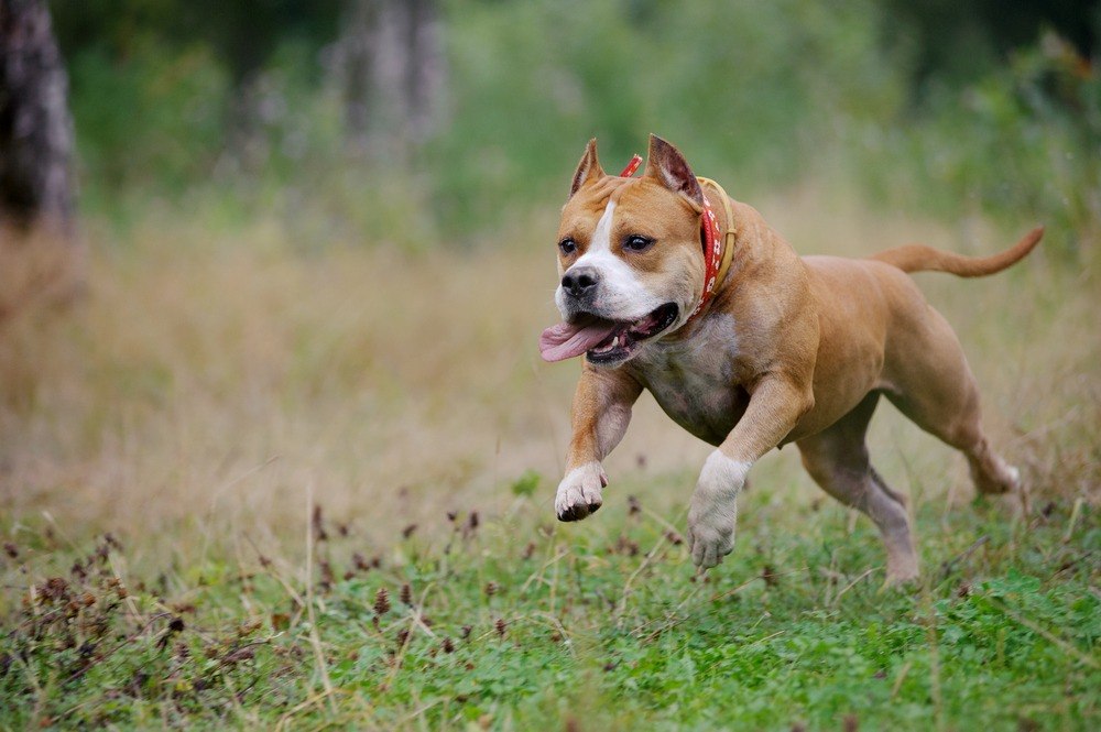 American Staffordshire terrier raça