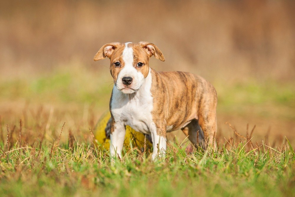 American Staffordshire terrier filhote