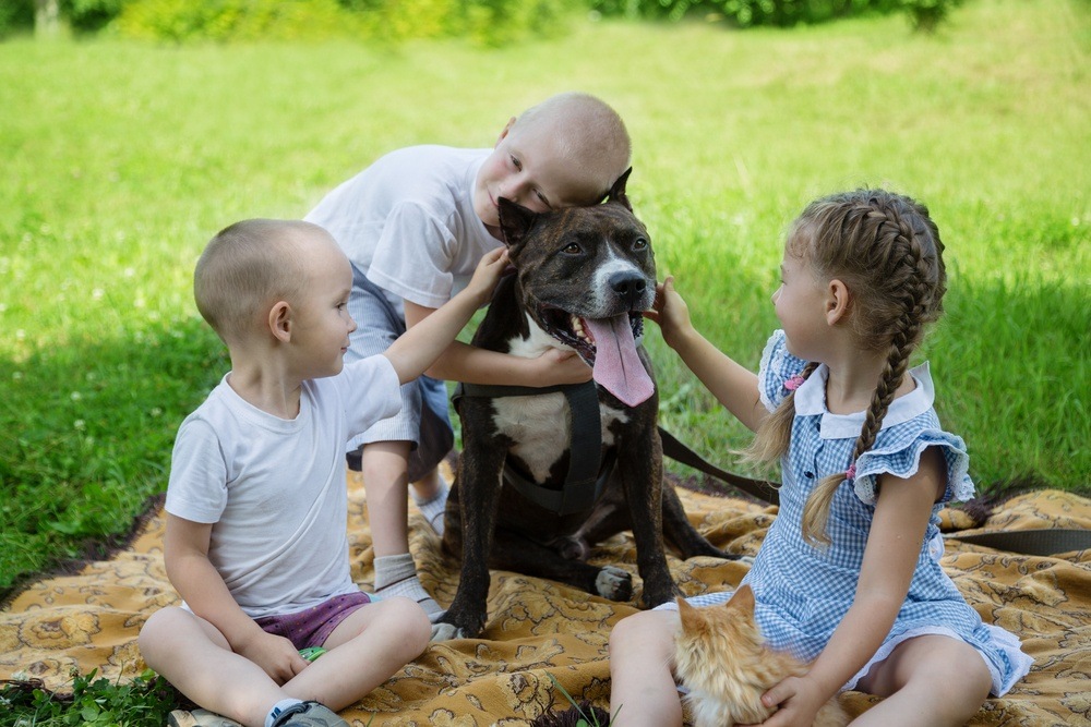 American Staffordshire terrier cachorro