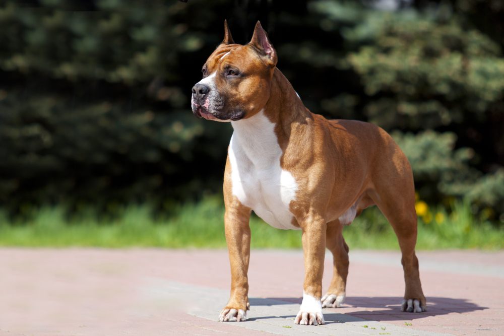 American Staffordshire terrier cão