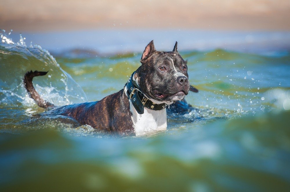 American Staffordshire terrier